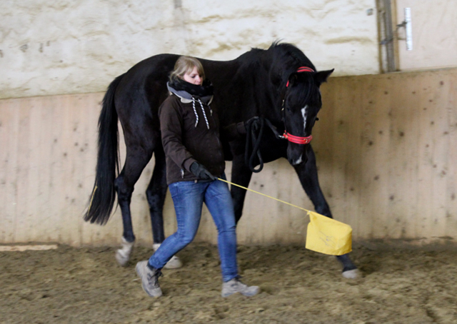 Oldenburger Stutfohlen La Mirabelle von Saint Cyr u.d. Libelle v. Leopold u.d. Odette v. Dornbun, Foto: A.  Bremeyer - Trakehner Gestt Hmelschenburg