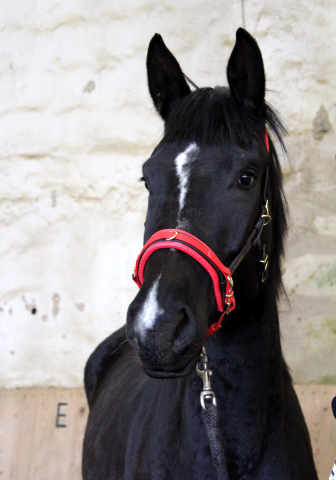 Oldenburger Stutfohlen La Mirabelle von Saint Cyr u.d. Libelle v. Leopold u.d. Odette v. Dornbun, Foto: A.  Bremeyer - Trakehner Gestt Hmelschenburg