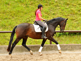 3j�hriger Hannoveraner Wallach v. Dancier x Natiello xx , Foto: Beate Langels