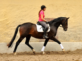 3j�hriger Hannoveraner Wallach v. Dancier x Natiello xx , Foto: Beate Langels