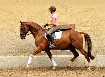  5jhriger Wallach von Fidertanz - Foto: Beate Langels