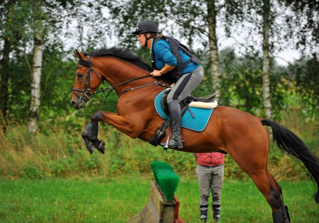 5jhriger Trakehner Hengst Scoubidou von Summertime - Herzruf