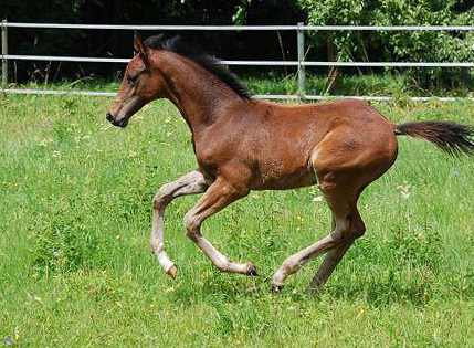 Trakehner Hengstfohlen von Saint Cyr u.d. Pr.St. Under the moon v. Easy Game u.d. Pr.St. Umbra v. Herzkristall , Foto: A. Becker - Trakehner Gestt Hmelschenburg