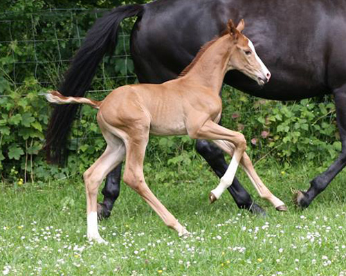 Trakehner Hengstfohlen von Shavalou x Herzruf, Foto: Simone Bell