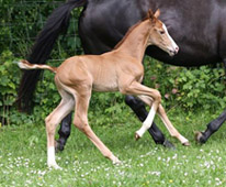 Hengstfohlen v. Shavalou x Herzruf, Züchter: Simone Bell
