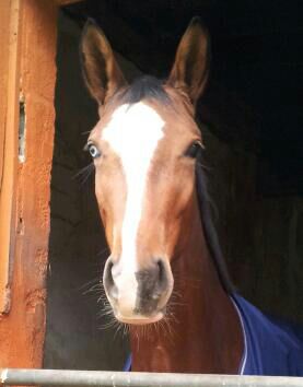 Klassic Blue von Singolo u.d. Pr. u. StPrSt. Klassic v. Freudenfest u.d. Elitestute Kassuben v. Enrico Caruso - Gestt Hmelschenburg - Beate Langels