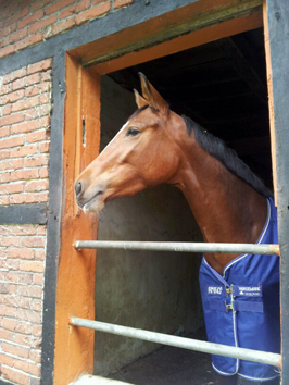 Klassic Blue von Singolo u.d. Pr. u. StPrSt. Klassic v. Freudenfest u.d. Elitestute Kassuben v. Enrico Caruso - Gestt Hmelschenburg - Beate Langels