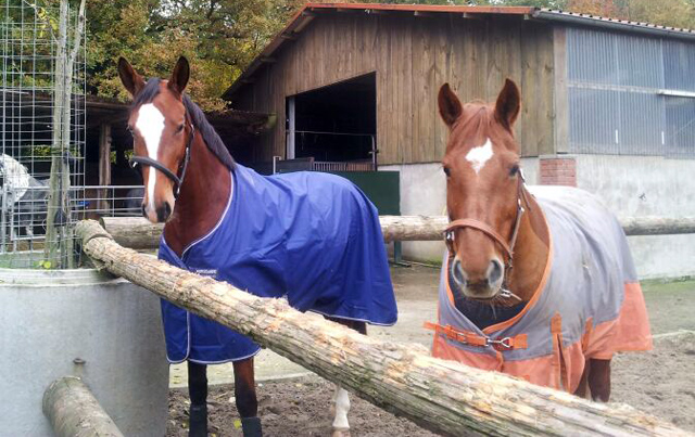 Klassic Blue von Singolo u.d. Pr. u. StPrSt. Klassic v. Freudenfest u.d. Elitestute Kassuben v. Enrico Caruso - Gestt Hmelschenburg - Beate Langels