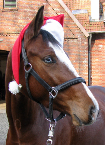 Klassic Blue von Singolo u.d. Pr. u. StPrSt. Klassic v. Freudenfest u.d. Elitestute Kassuben v. Enrico Caruso - Gestt Hmelschenburg - Beate Langels