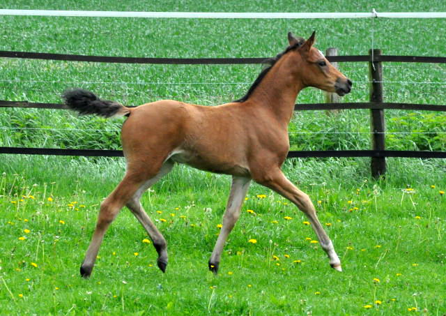 Trakehner Stutfohlen von Freudenfest x Sapros, Foto: Renate Dierks