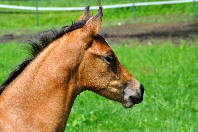 Trakehner Stutfohlen von Freudenfest x Sapros, Foto: Renate Dierks