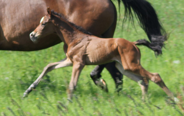 Trakehner Hengstfohlen von Freudenfest u.d. Donauopal v. Patmos, Zchter: 
Birgit Fiener