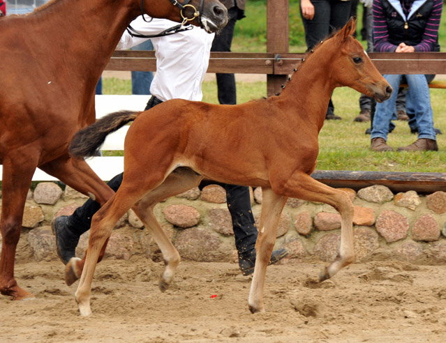 Trakehner Hengstfohlen von Herzensdieb - Foto Beate Langels
