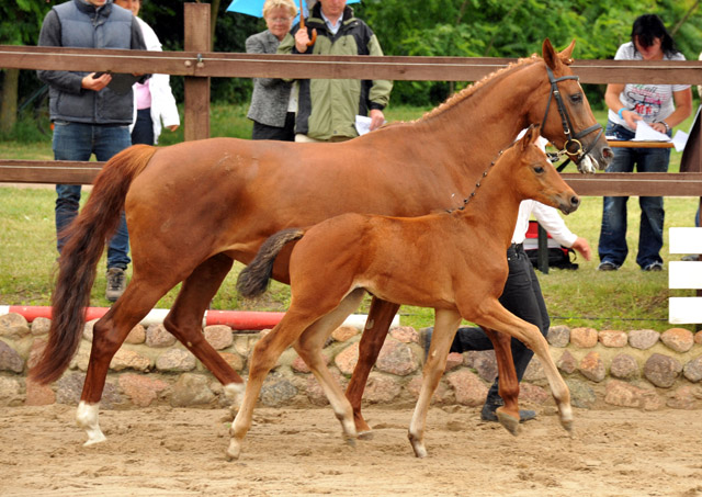 Trakehner Hengstfohlen von Herzensdieb - Foto Beate Langels