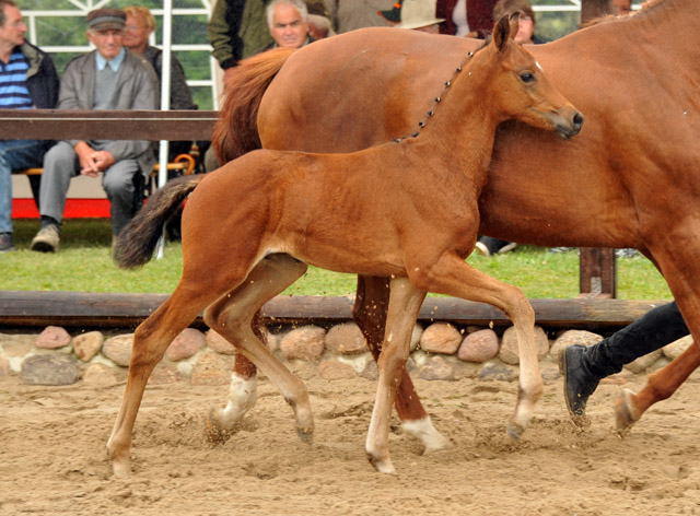 Trakehner Hengstfohlen von Herzensdieb - Foto Beate Langels