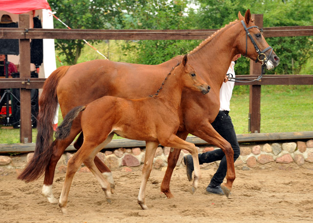 Trakehner Hengstfohlen von Herzensdieb - Foto Beate Langels