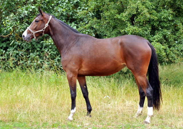 3jhrige Stute GALIANA von Exclusiv u.d. Gwendolyn von Maetro im Gestt Schplitz - copyright Beate Langels, Trakehner Gestt Hmelschenburg