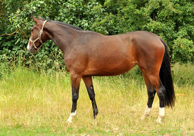 3jhrige Stute GALIANA von Exclusiv u.d. Gwendolyn von Maetro im Gestt Schplitz - copyright Beate Langels, Trakehner Gestt Hmelschenburg