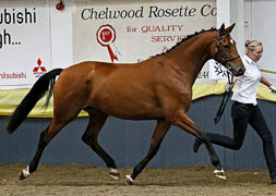 Reservesiegerin und Klassensiegerin Holme Park Sirikit von Freudenfest x Cadeau