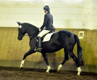 Prmienstute des Trakehner Verbandes Greta Garbo von Alter Fritz - Foto Langels