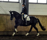 Prmienstute des Trakehner Verbandes Greta Garbo von Alter Fritz - Foto Langels