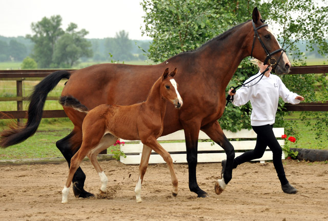 Stutfohlen von Saint Cyr - Maestro - Kostolany, Foto: Beate Langels