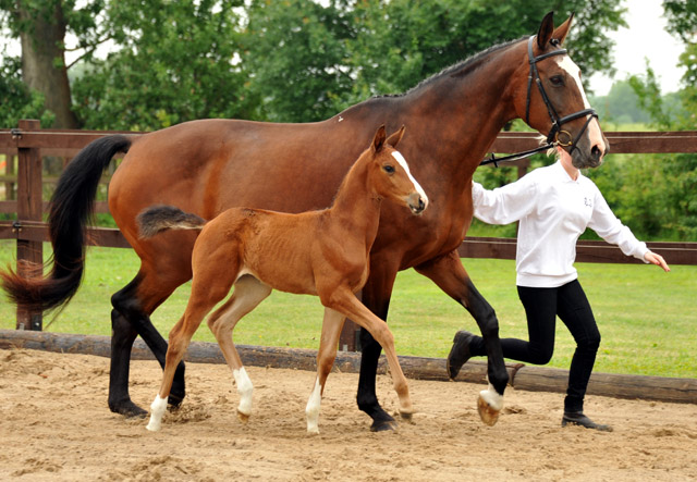 Stutfohlen von Saint Cyr - Maestro - Kostolany, Foto: Beate Langels