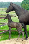  Stutfohlen von Saint Cyr u.d. Kalpyso v. Hohenstein