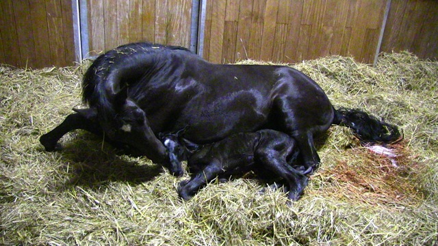 Trakehner Stutfohlen von Saint Cyr u.d. Kalypso u.d. Hohenstein  - Foto: Jaeger