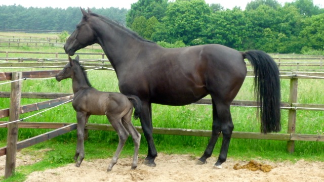 Trakehner Stutfohlen von Saint Cyr u.d. Kalypso u.d. Hohenstein  - Foto: Jaeger