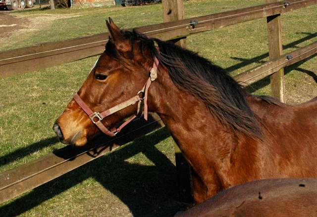 1,5jhrige Stute von Freudenfest u.d. Klara v. Exclusiv - Foto: Beate Langels - Trakehner Gestt Hmelschenburg