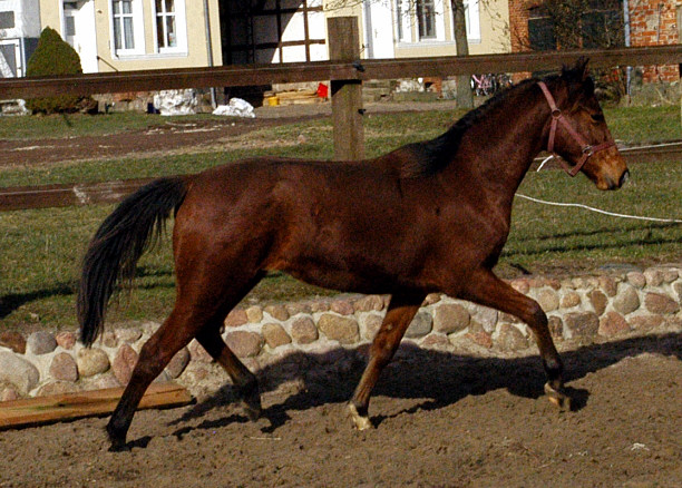 1,5jhrige Stute von Freudenfest u.d. Klara v. Exclusiv - Foto: Beate Langels - Trakehner Gestt Hmelschenburg