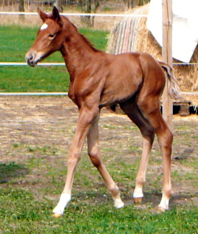 Trakehner Stutfohlen von Freudenfest u.d. StPrSt. Grand Dame v. Kennedy, Foto: Meisner