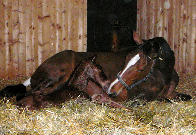 Trakehner Stutfohlen von Freudenfest u.d. StPrSt. Grand Dame v. Kennedy, Foto: Meisner
