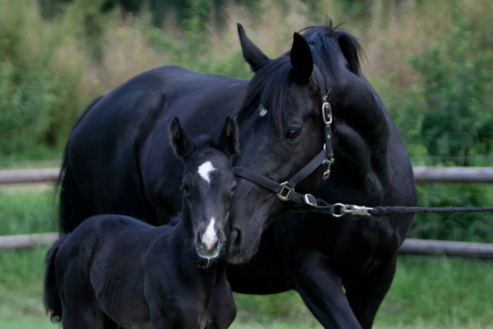 Trakehner Hengstfohlen von Oliver Twist u.d. u.d. Polarlady v. Michelangelo - Foto: Ltteken