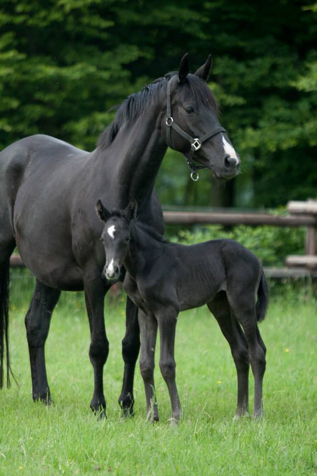 Trakehner Hengstfohlen von Oliver Twist u.d. u.d. Polarlady v. Michelangelo - Foto: Ltteken