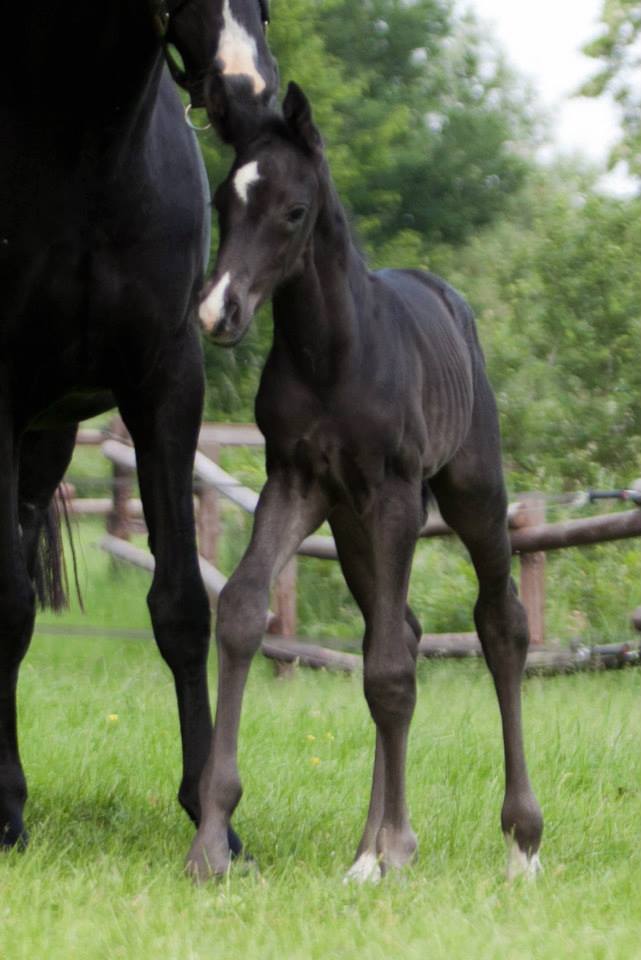 Trakehner Hengstfohlen von Oliver Twist u.d. u.d. Polarlady v. Michelangelo - Foto: Ltteken