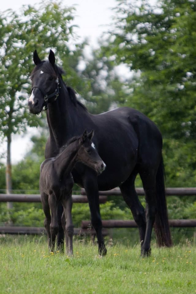 Trakehner Hengstfohlen von Oliver Twist u.d. u.d. Polarlady v. Michelangelo - Foto: Ltteken