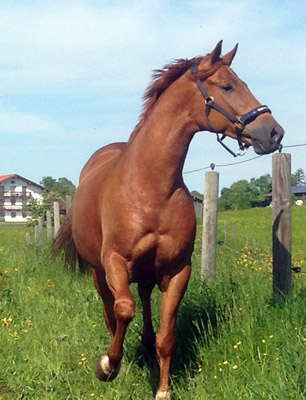 Rivergold v. Freudenfest - Trakehner Gestt Hmelschenburg