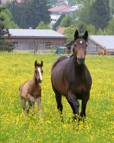 Trakehner Stutfohlen von Freudenfest x Summertime, Foto: Rupp