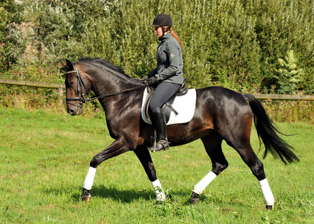 3jhriger Oldenburger Wallach von Summertime u.d. Beloved v. Kostolany - Foto: Beate Langels - Trakehner Gestt Hmelschenburg