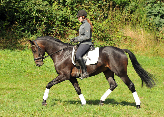 3jhriger Oldenburger Wallach von Summertime u.d. Beloved v. Kostolany - Foto: Beate Langels - Trakehner Gestt Hmelschenburg