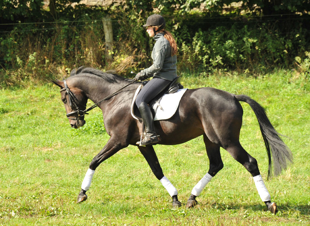 3jhriger Oldenburger Wallach von Summertime u.d. Beloved v. Kostolany - Foto: Beate Langels - Trakehner Gestt Hmelschenburg