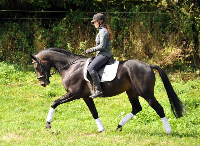 3jhriger Oldenburger Wallach von Summertime u.d. Beloved v. Kostolany - Foto: Beate Langels - Trakehner Gestt Hmelschenburg