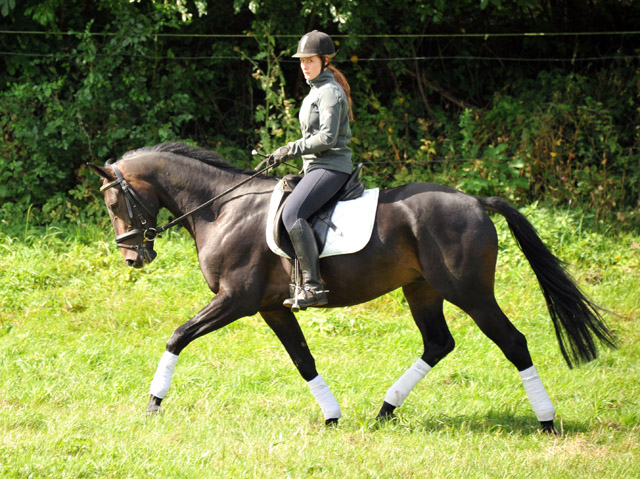 3jhriger Oldenburger Wallach von Summertime u.d. Beloved v. Kostolany - Foto: Beate Langels - Trakehner Gestt Hmelschenburg