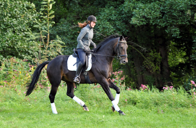 3jhriger Oldenburger Wallach von Summertime u.d. Beloved v. Kostolany - Foto: Beate Langels - Trakehner Gestt Hmelschenburg