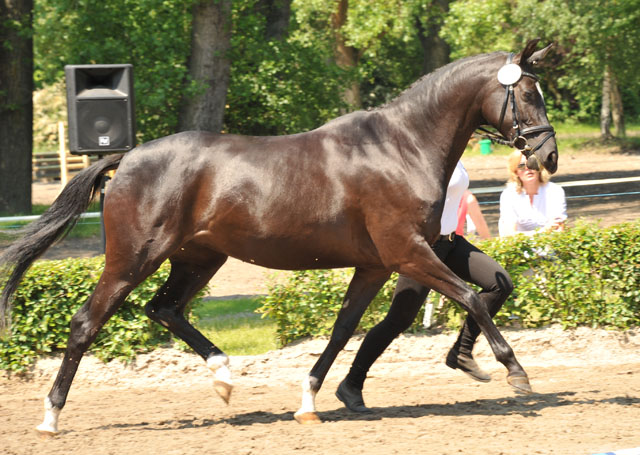 Schwalbensiegel by Kostolany out of  Pr.,StPr. and Elitemare Schwalbenspiel by Exclusiv - Foto: Beate Langels - Zchter : Trakehner Gestt Hmelschenburg