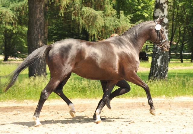 Schwalbensiegel by Kostolany out of  Pr.,StPr. and Elitemare Schwalbenspiel by Exclusiv - Foto: Beate Langels - Zchter : Trakehner Gestt Hmelschenburg