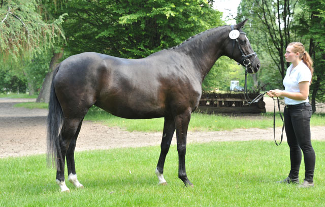 Schwalbensiegel von Kostolany u.d. Pr.,StPr. u. Elitestute Schwalbenspiel v. Exclusiv - Foto: Beate Langels - Zchter : Trakehner Gestt Hmelschenburg