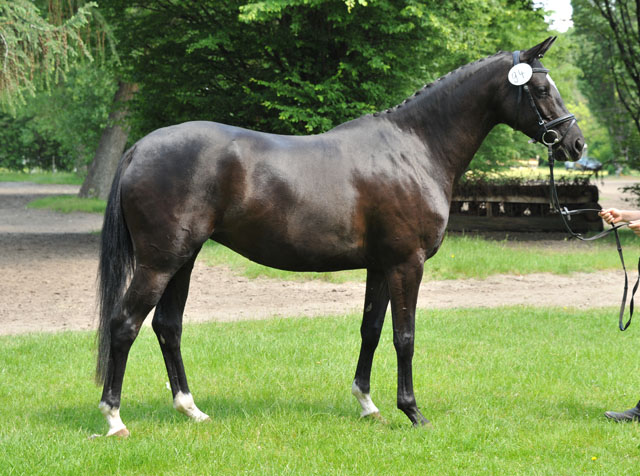 Schwalbensiegel von Kostolany u.d. Pr.,StPr. u. Elitestute Schwalbenspiel v. Exclusiv - Foto: Beate Langels - Zchter : Trakehner Gestt Hmelschenburg